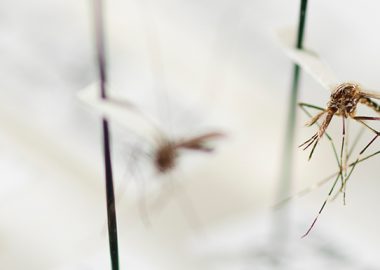 maladies émergentes