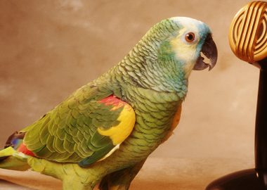 langage animaux